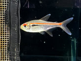 Amapa tricolor lamp